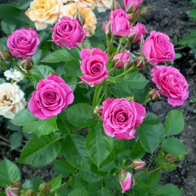 lavli-lidiya-6-392483