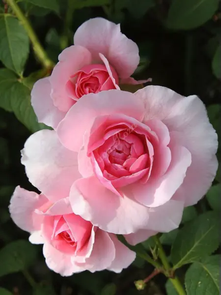lavli-meyyan-2-372246