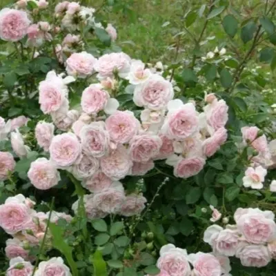 lavli-meyyan-3-372246