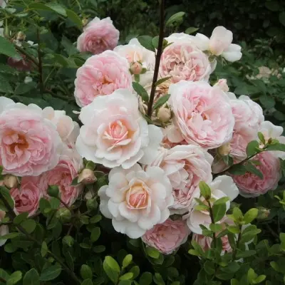 lavli-meyyan-4-372246