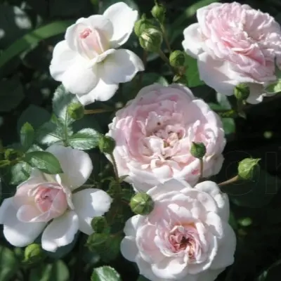 lavli-meyyan-5-372246