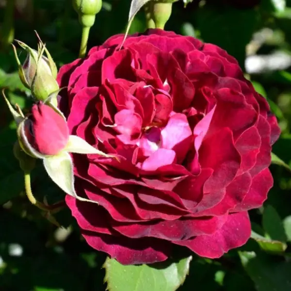 lea-mezh-3-391209