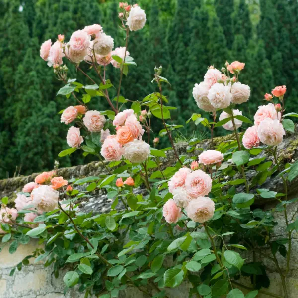 leander-1-379708