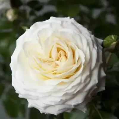ledreborg-7-375052