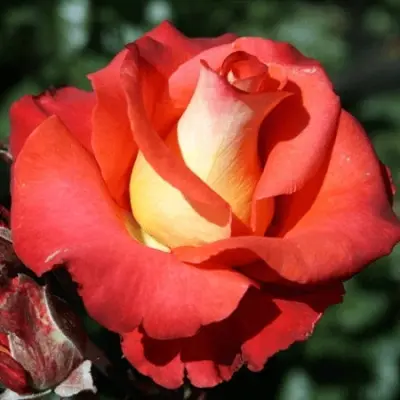 leonidas-6-389075