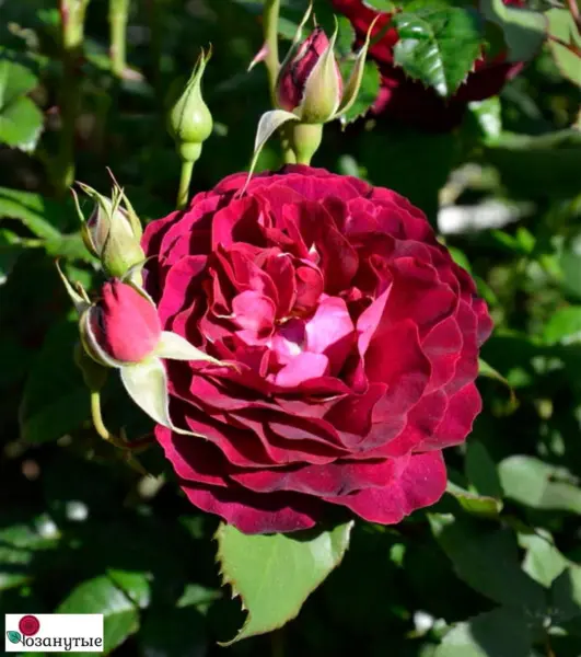 liya-mezh-2-375160