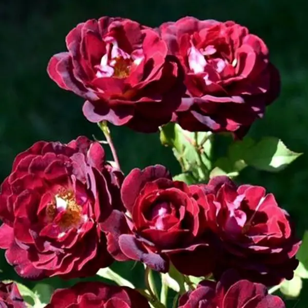 liya-mezh-3-375160