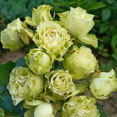 luviana-6-382626
