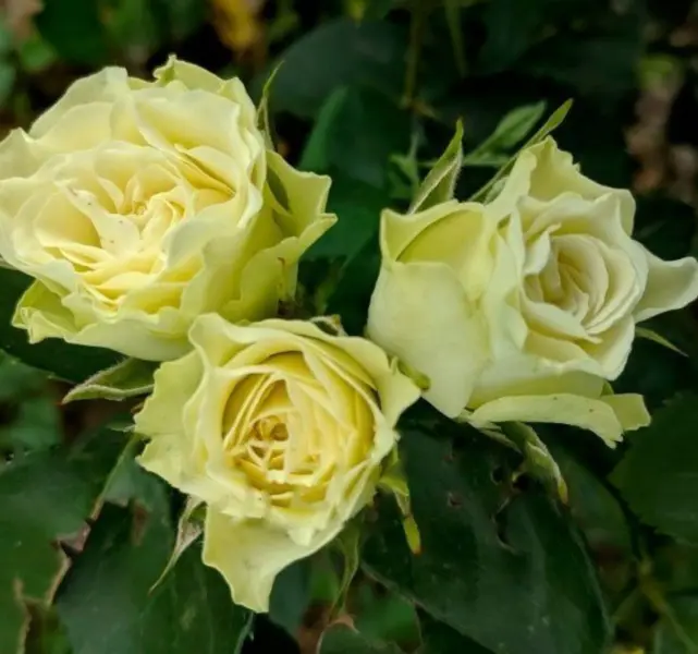 luviana-main-382626