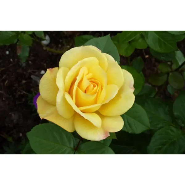 mabella-1-380457