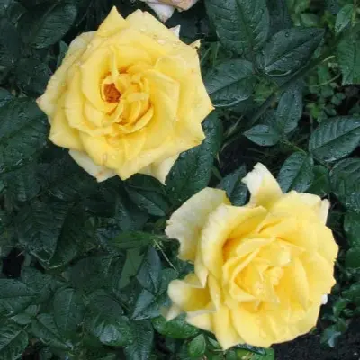 mabella-4-380457