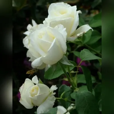 macho-6-381523