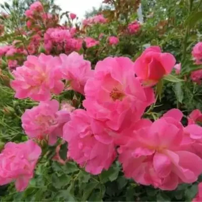 maksi-vita-4-390083