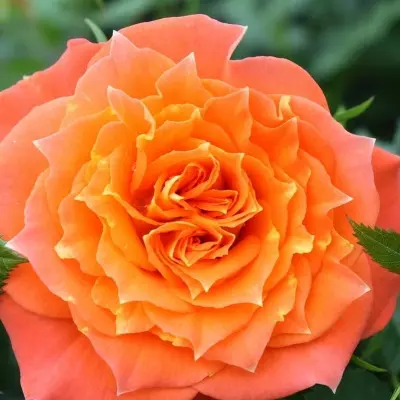 mandarin-2-376300