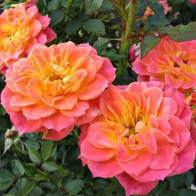 mandarin-3-376300