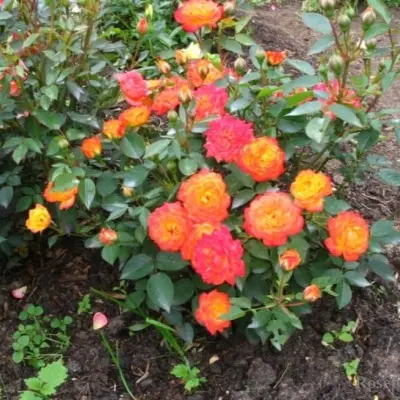 mandarin-4-376300