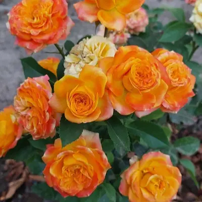 mandarin-5-376300