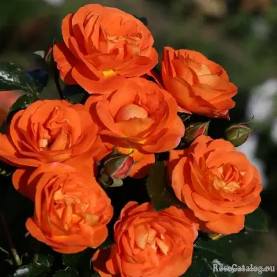 mango-4-374111