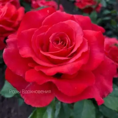 manitu-3-387769