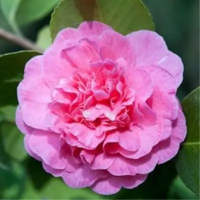 margaret-1-393566