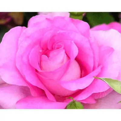 margaret-2-393566