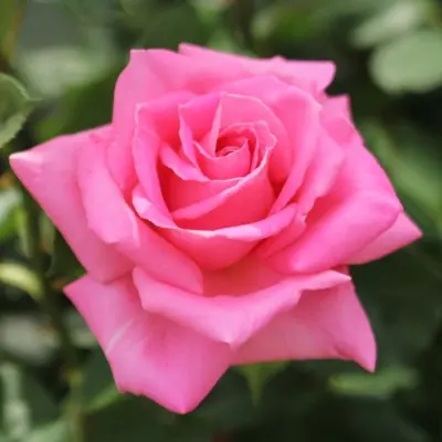 margaret-main-393566