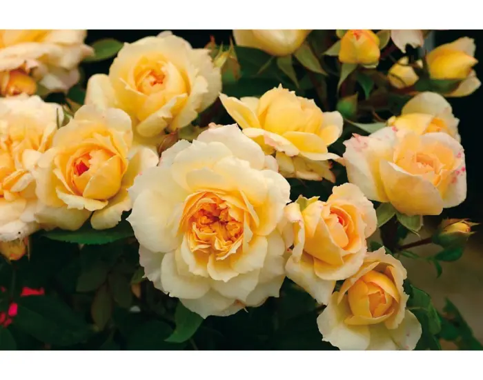 mark-antuan-sharpante-2-399664