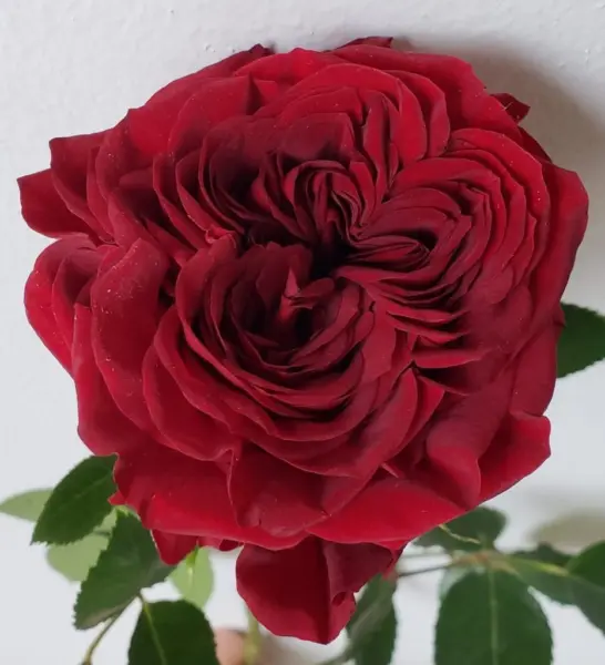 mayra-red-4-378508