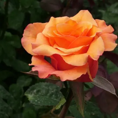 milva-8-377074
