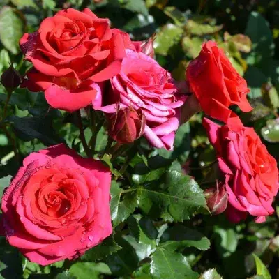 mirabel-5-381848