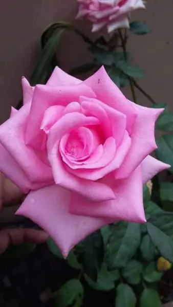 monarh-1-375079