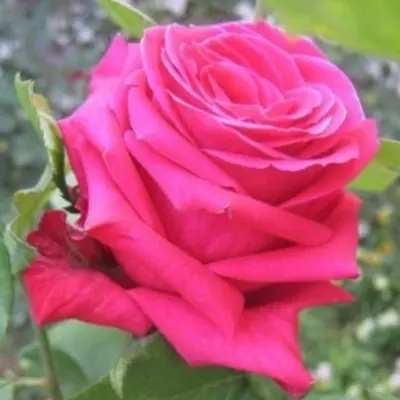 monarh-main-375079