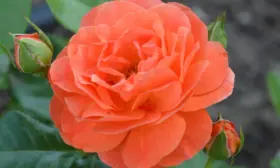 moning-san-1-398027