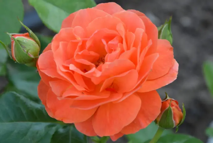 moning-san-1-398027