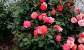 moning-san-5-398027