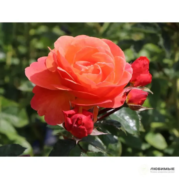 moning-san-main-398027
