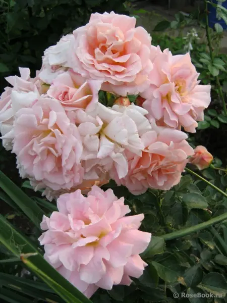 morgengruss-5-392514