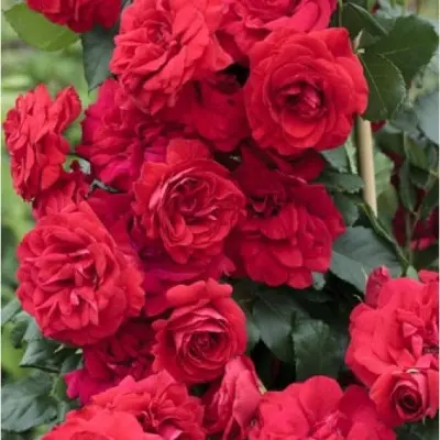 negresko-5-377309