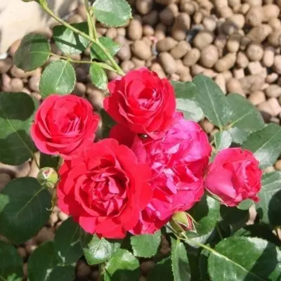 negresko-6-377309