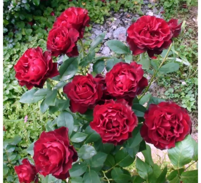 omazh-a-barbara-1-379655