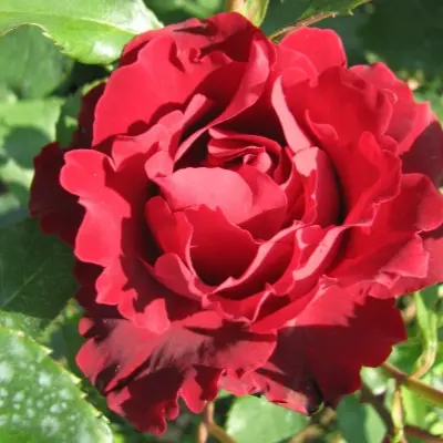 omazh-a-barbara-2-379655