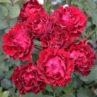 omazh-a-barbara-3-379655