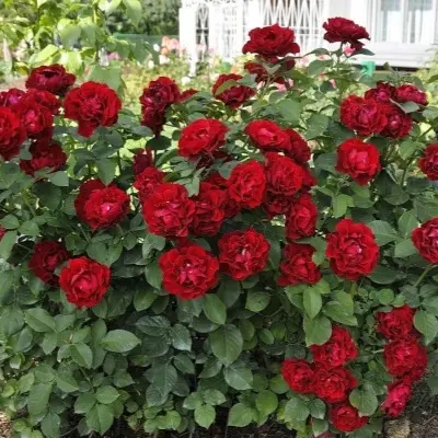 omazh-a-barbara-4-379655