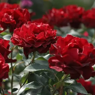 omazh-a-barbara-5-379655