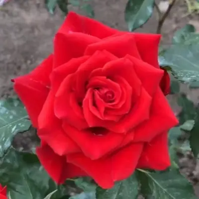 opium-3-383070