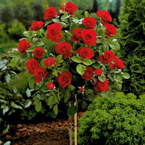 optima-red-2-383748
