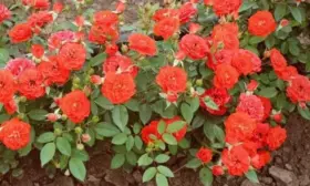 oranzh-meylandina-6-395344