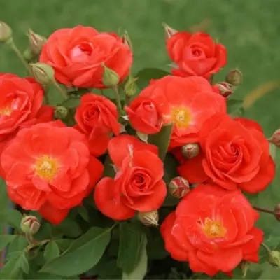 oranzh-senseyshen-6-389044