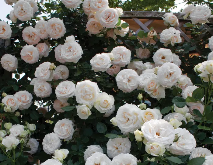 pale-royal-1-392674