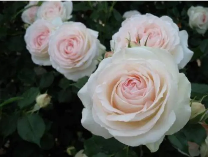 pale-royal-2-392674